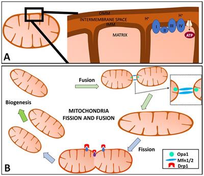 The complexities of investigating mitochondria dynamics in multiple sclerosis and mouse models of MS